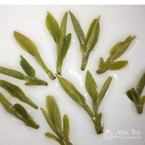 Tuyển chọn búp trà Minh Tiền quý hiếm